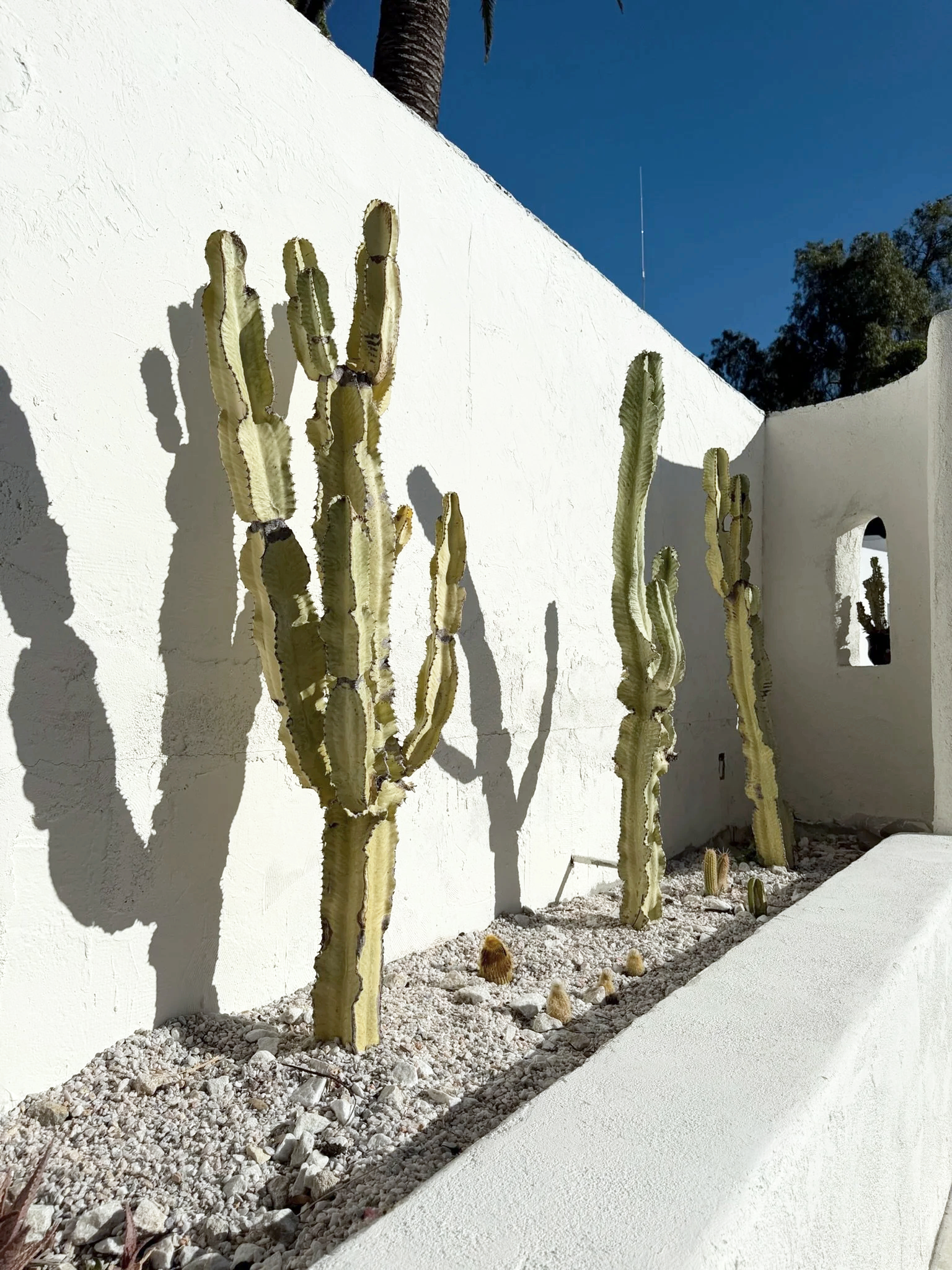 Cactus Garden • 3:30 PM