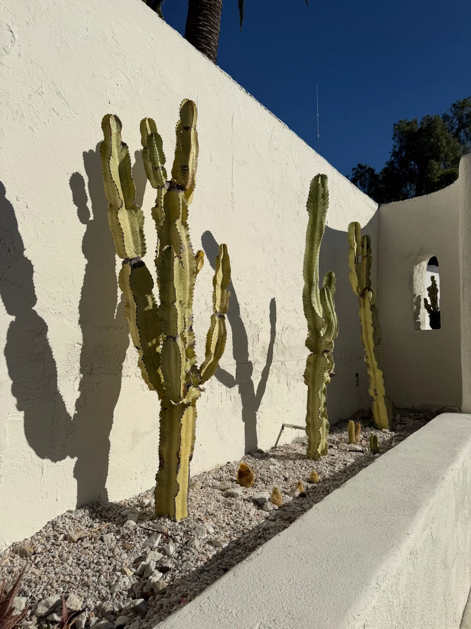 The Cactus Garden • 10:30 AM