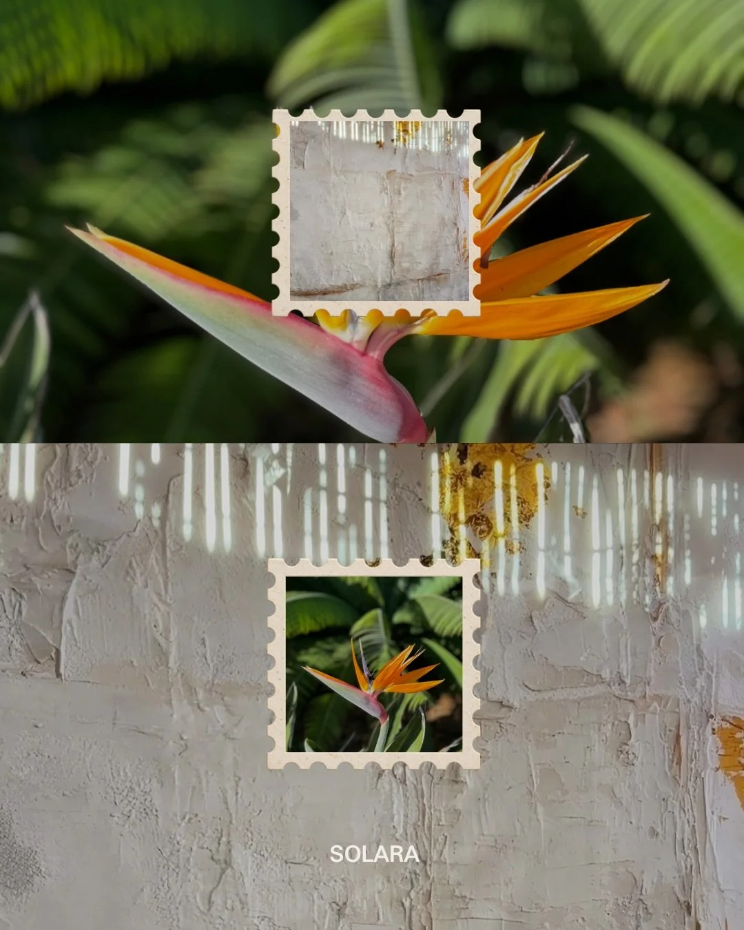 Postcards from solara💌 

#travel #experiencemore #live #adventure #community