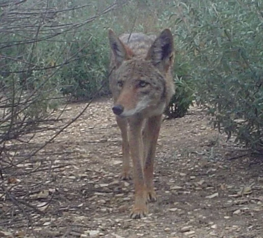 Coyote