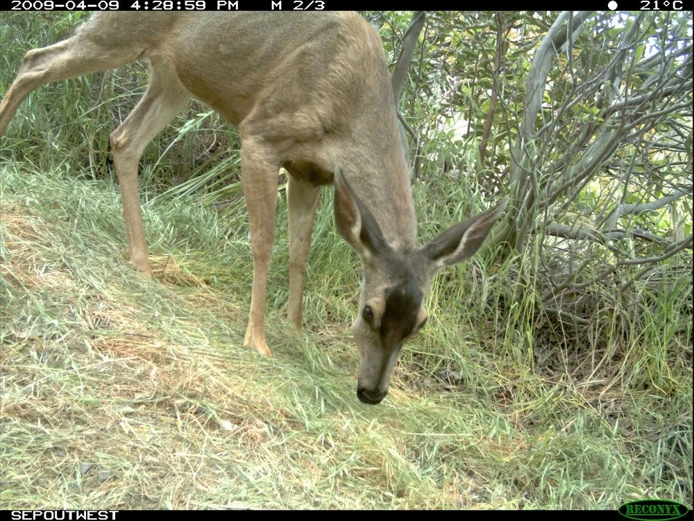A remote camera trap captures a mule deer in the Santa Monica Mountains.