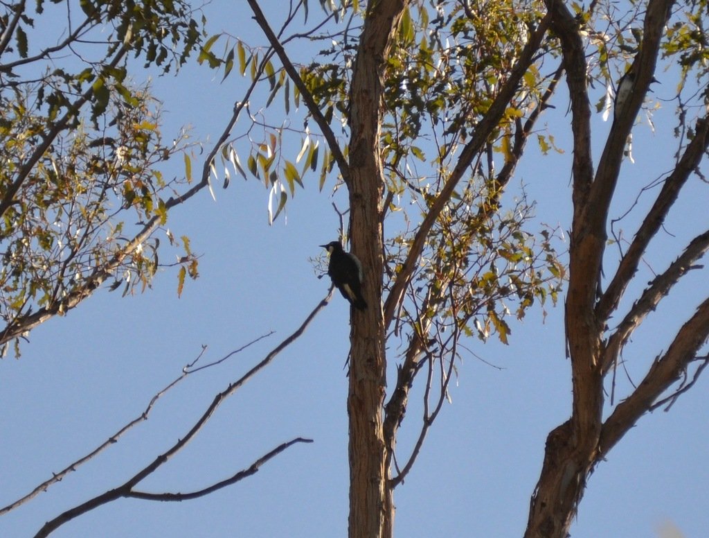 iNaturalist_acorn_woodpecker.jpg