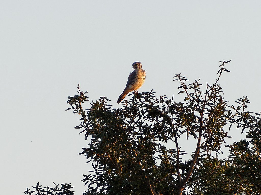 iNaturalist_american_kestrel_2.jpg