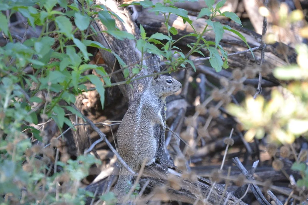 iNaturalist_california_groundsquirrel.jpg