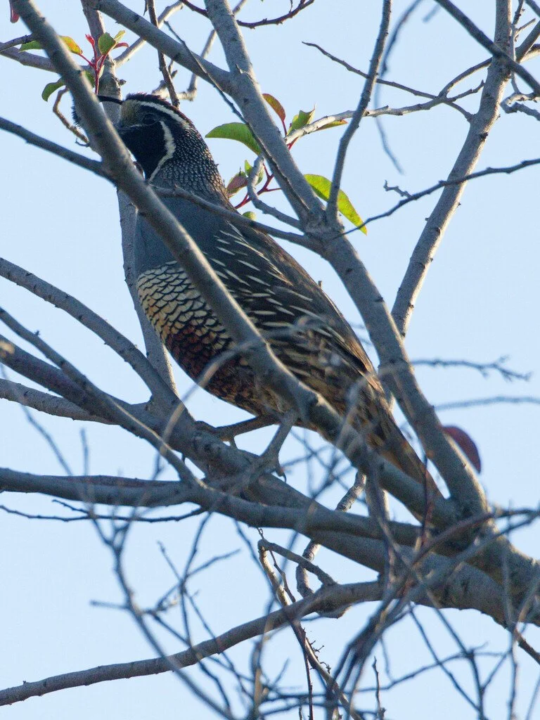 iNaturalist_California_quail_2.jpg