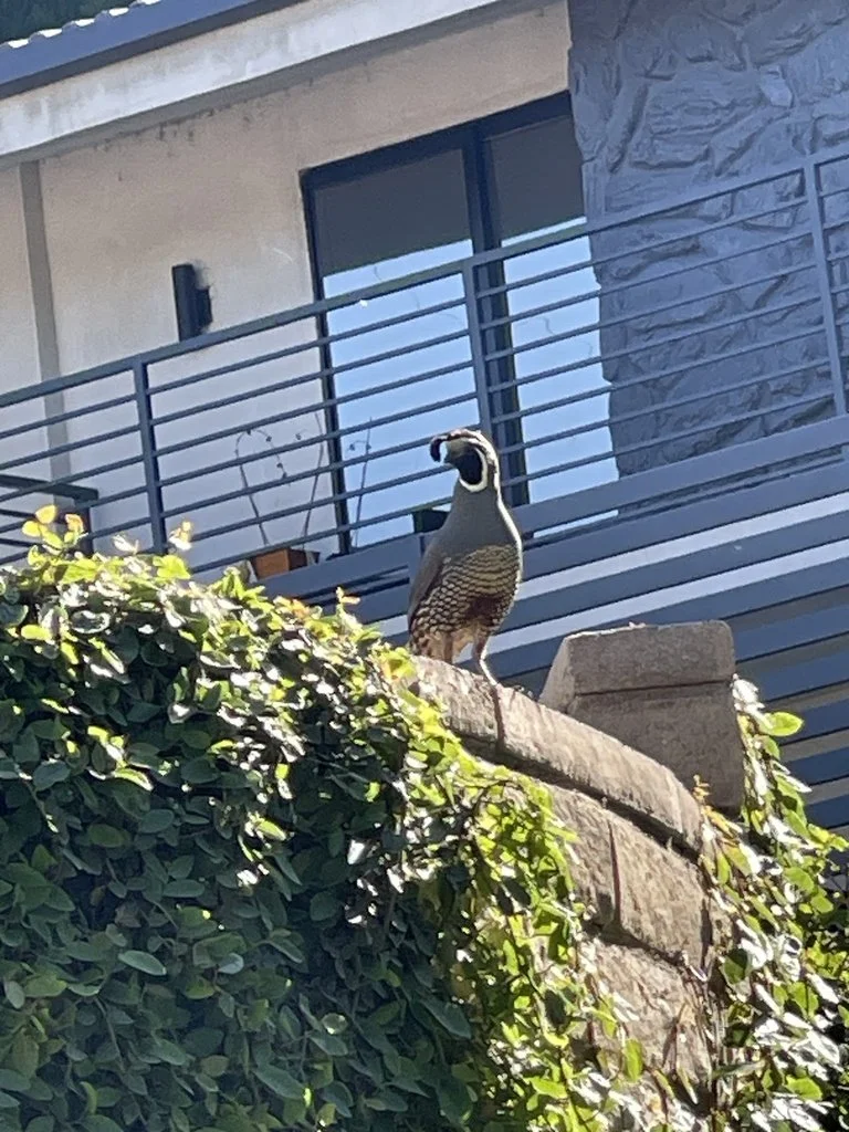 iNaturalist_California_quail_3.jpg