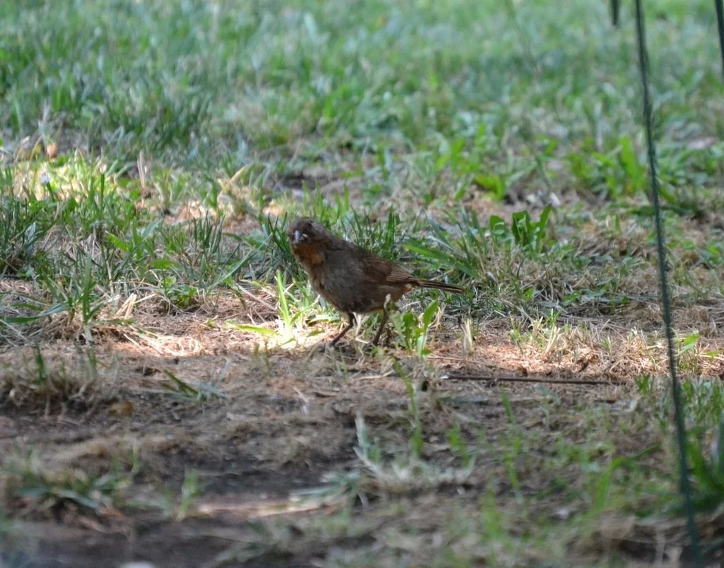 iNaturalist_california_towhee.jpg