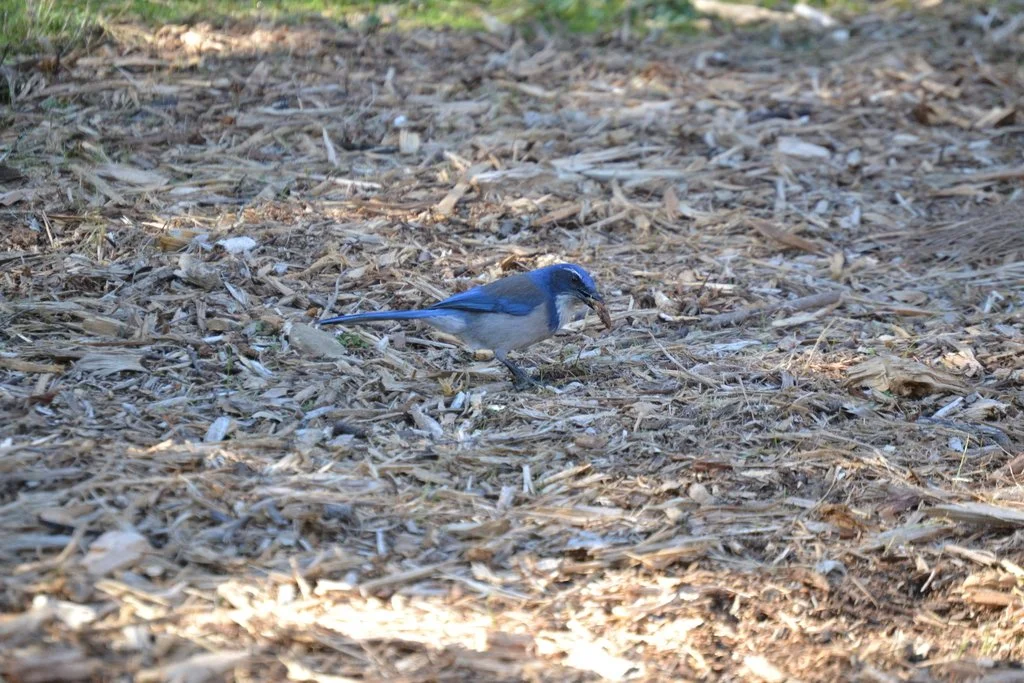 iNaturalist_california_scrubjay.jpg