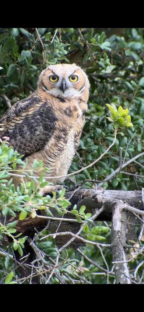 iNaturalist_great_horned_owl.jpg