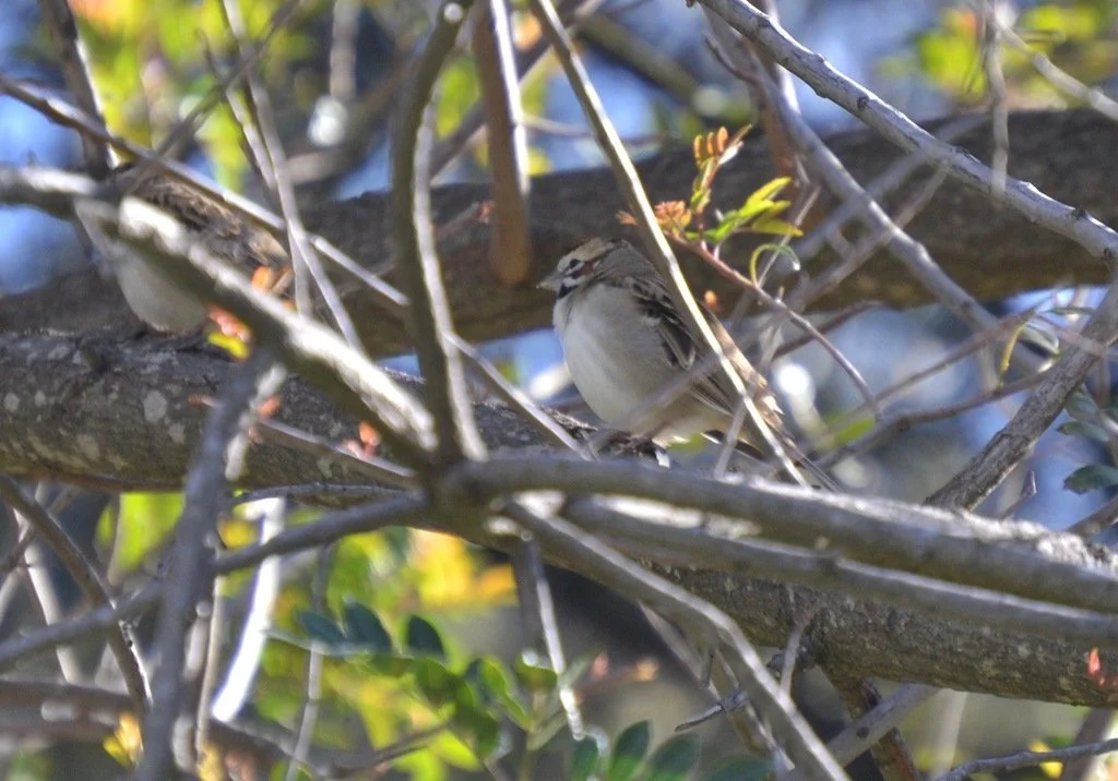 iNaturalist_lark_sparrow.jpg