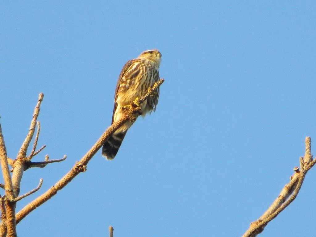 iNaturalist_Merlin_2.jpg