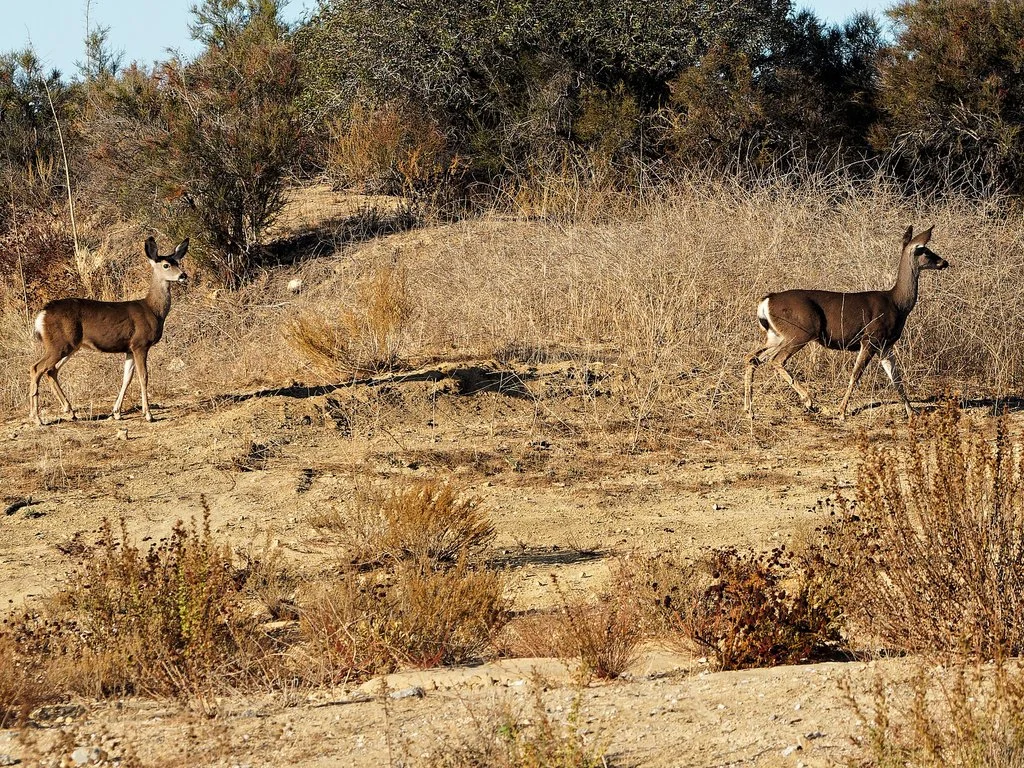 iNaturalist_Muledeer.jpg