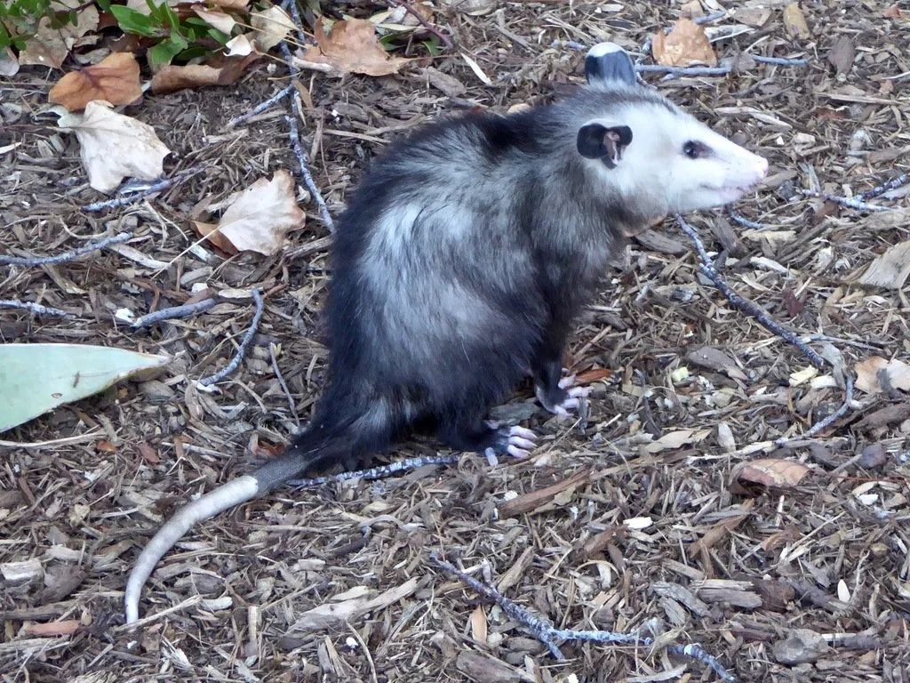 iNaturalist_Opossum.jpg