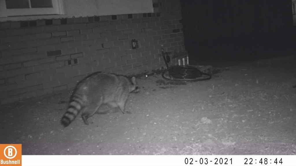 iNaturalist_Raccoon.jpeg