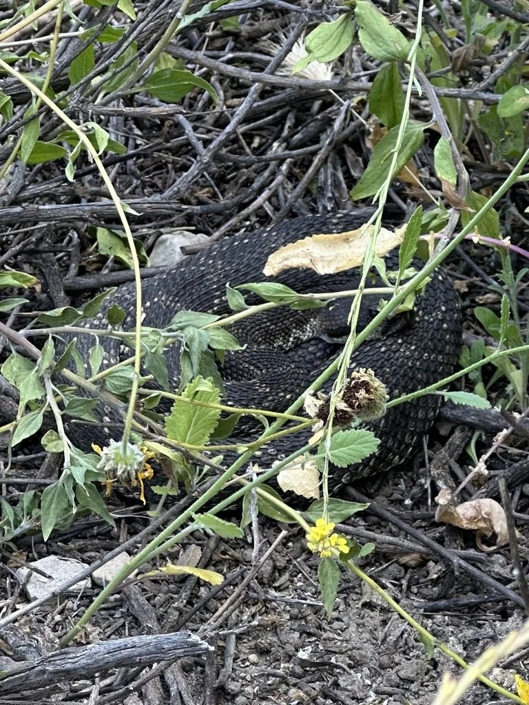 iNaturalist_rattlesnake.jpg