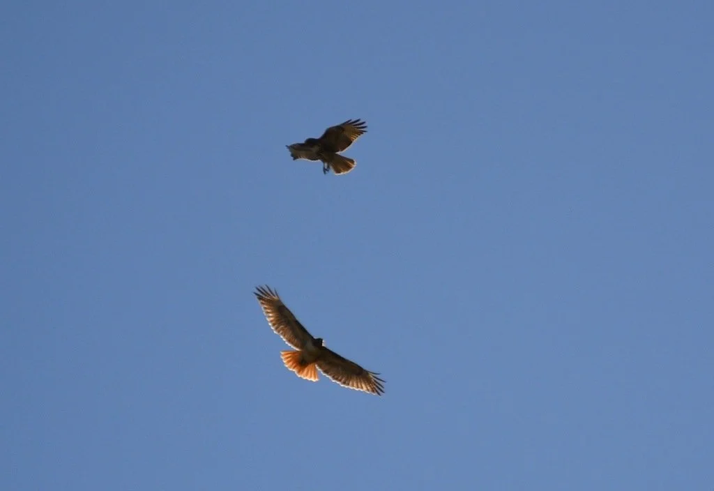 iNaturalist_red_tailed_hawk_2.jpg