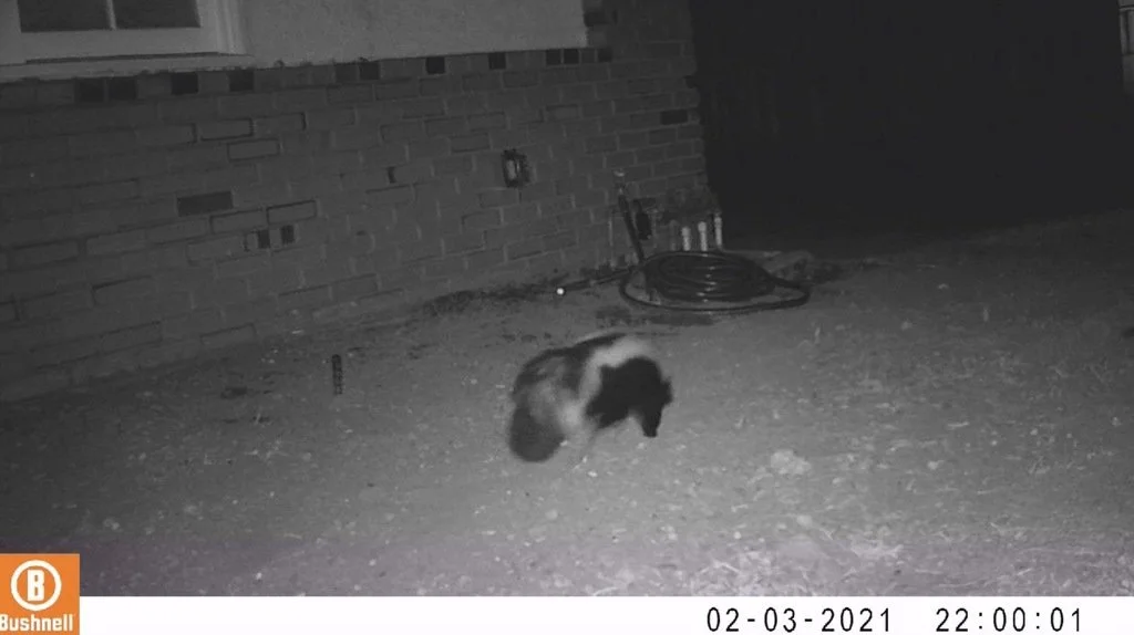 iNaturalist_StripedSkunk.jpeg