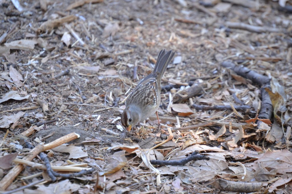 iNaturalist_white_crowned_sparrow.jpg