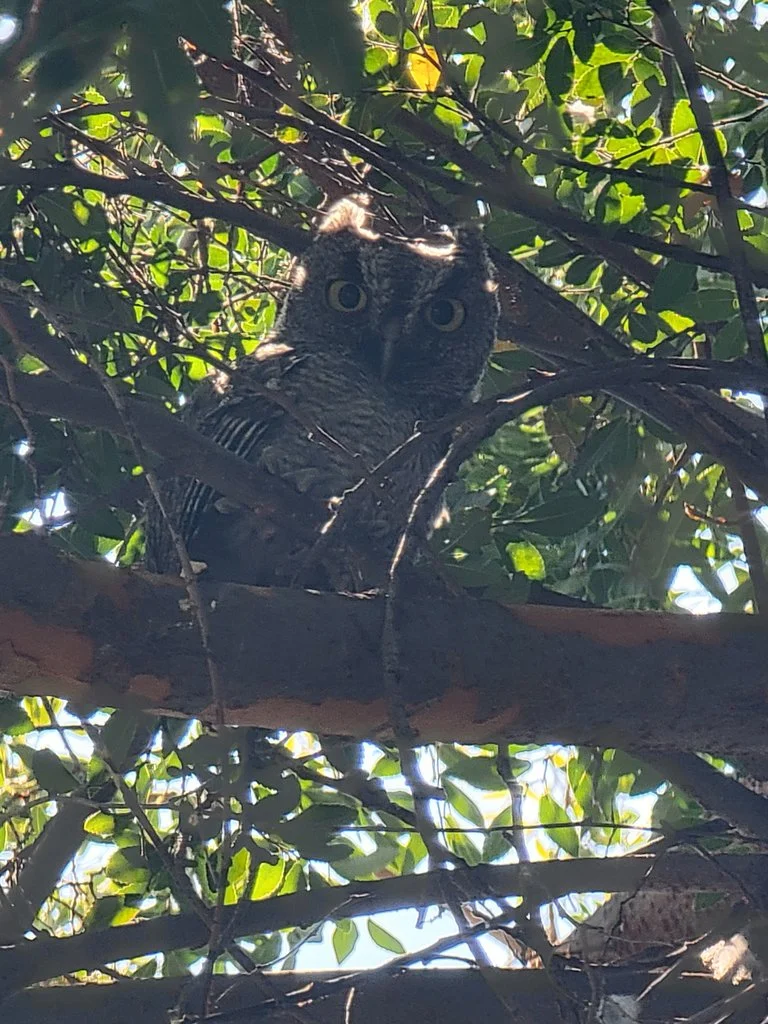 iNaturalist_western_screech_owl_2.jpg