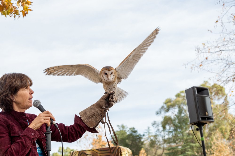 Volunteer holding a Barn Owl