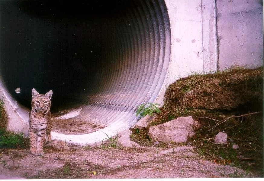 Bobcat