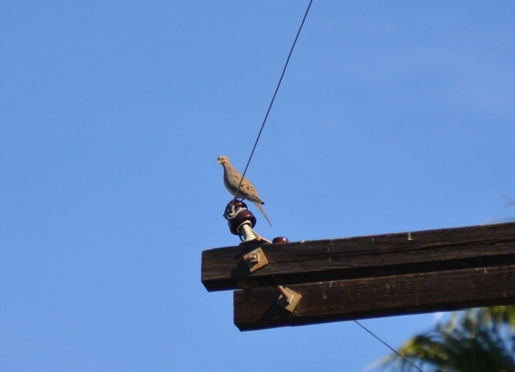 Mourning Dove