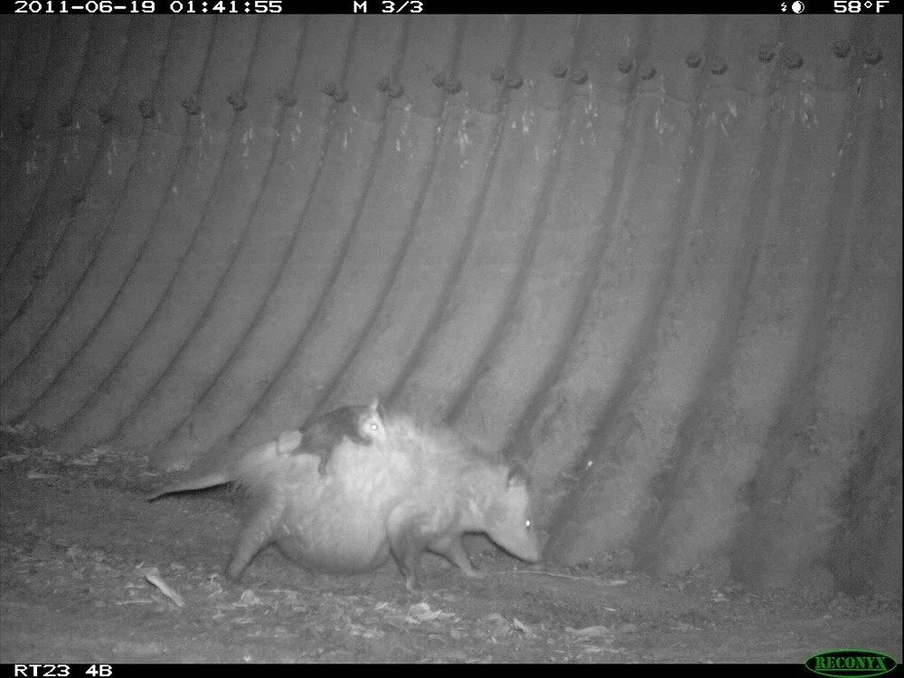 Pregnant Possum.  A pregnant opossum in the east culvert by the 23 Highway.