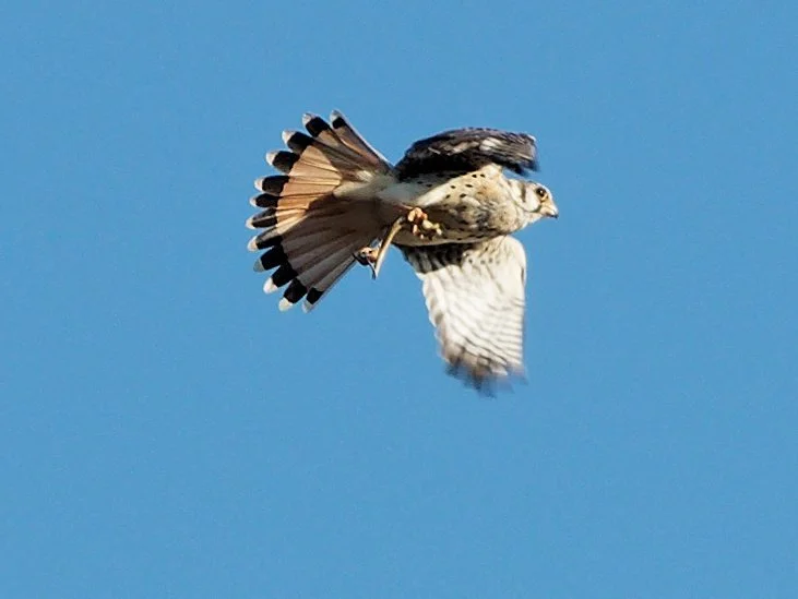 American Kestrel