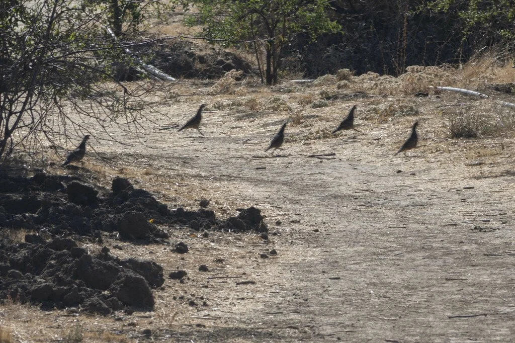 California Quail