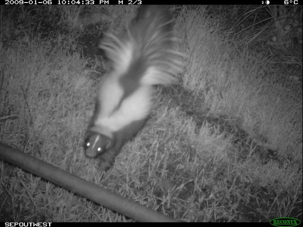 Western Spotted Skunk 