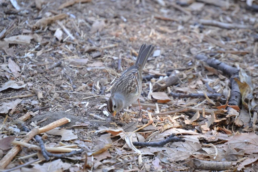 White-crowned Sparrow