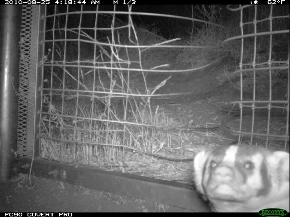 Badger at the One-Way Gate. A badger at the eastern one-way gate near the 23 Freeway.