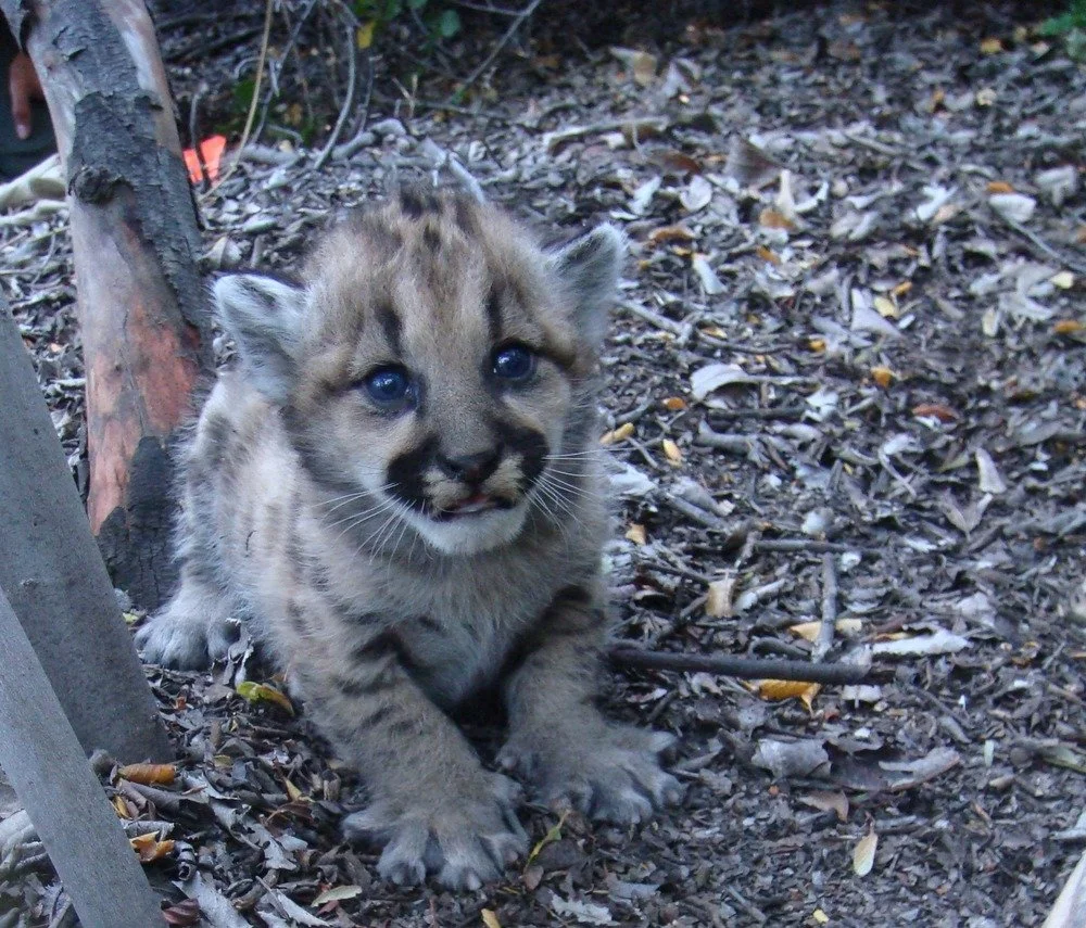 Mountain Lion P18 Kitten