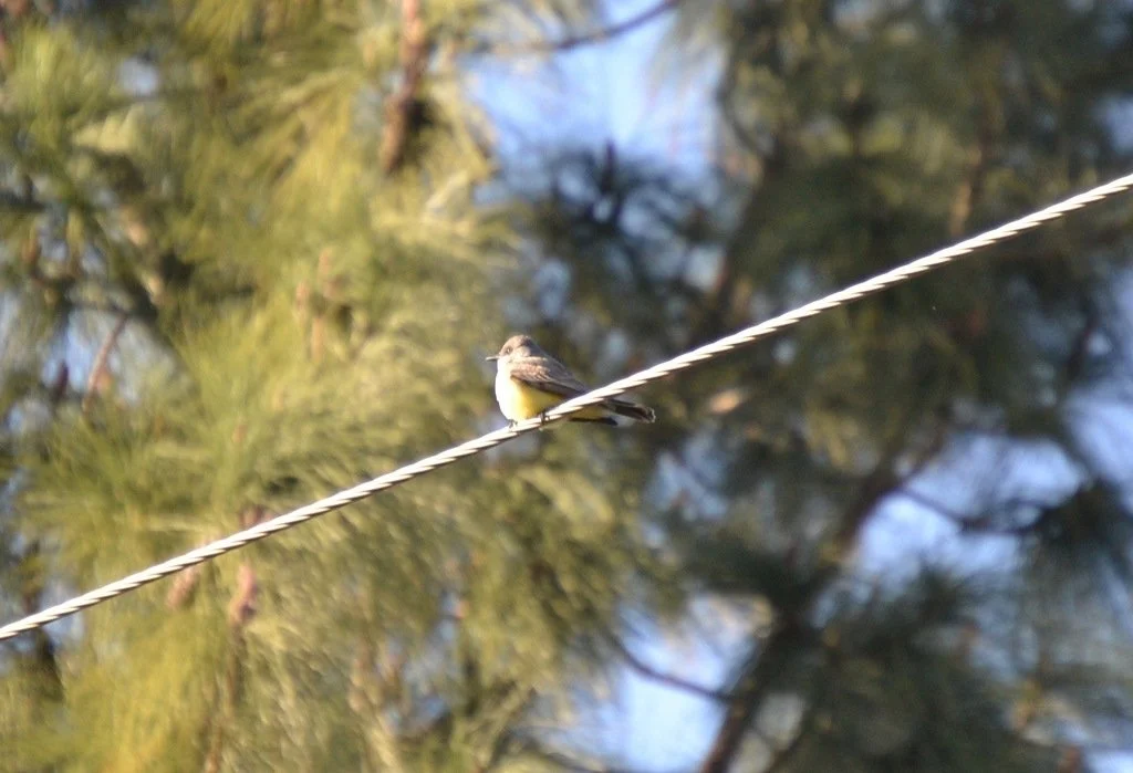 Cassin's Kingbird