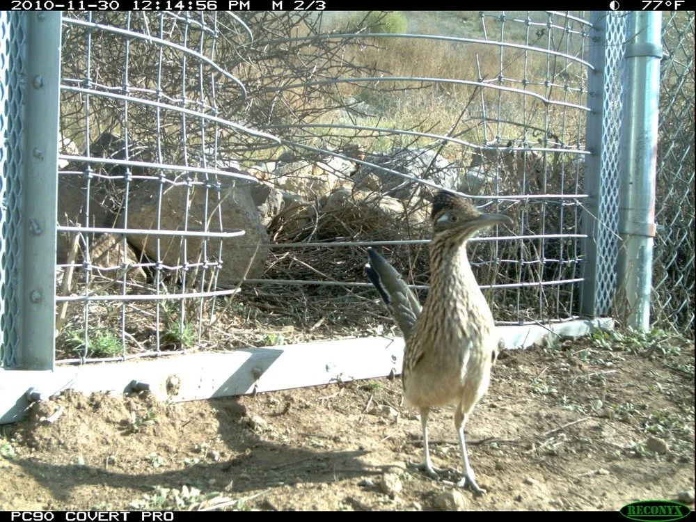 Roadrunner at the One-Way Gate.  Greater roadrunner at the eastern one-way gate near the 23 Freeway.