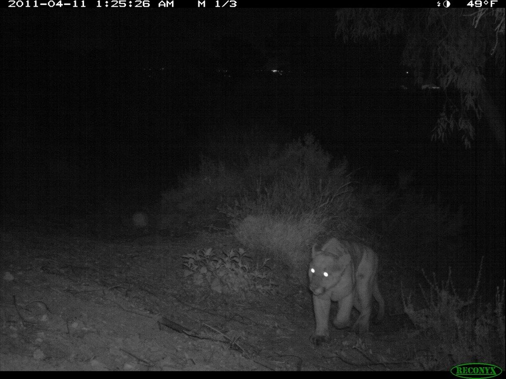 Mountain Lion roaming at night