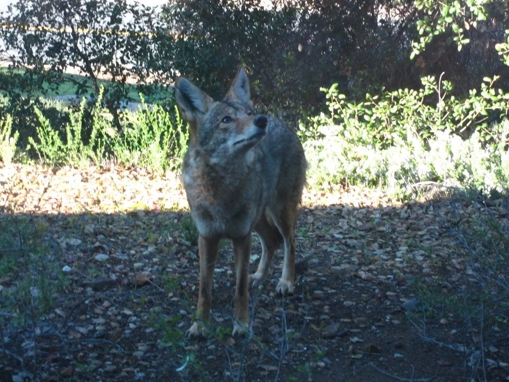 Curious Coyote