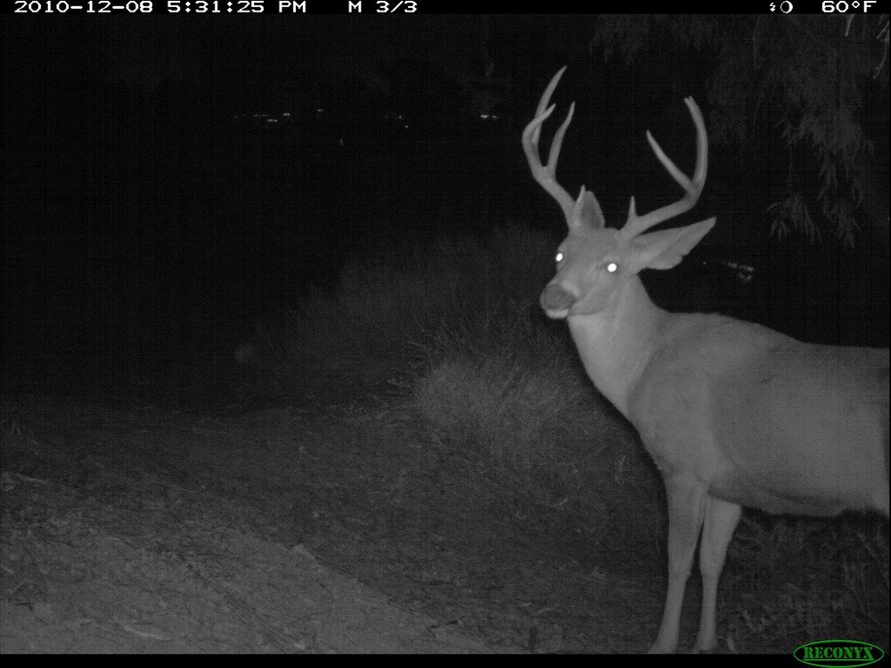 Deer at Night.  Deer near Mulholland Highway.