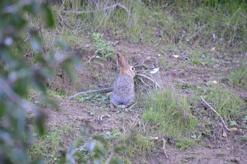 Desert Cottontail