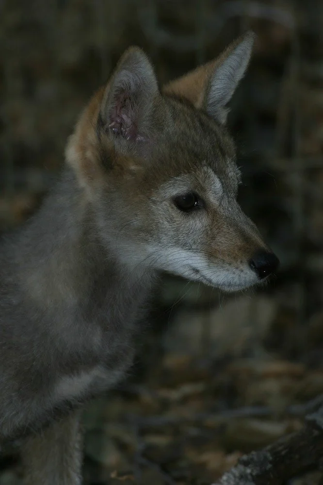 Coyote pup