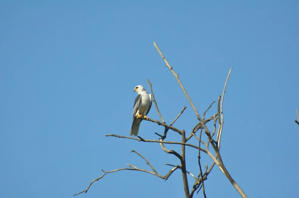 White-Tailed Kite