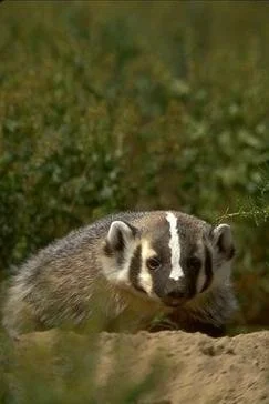 Badger