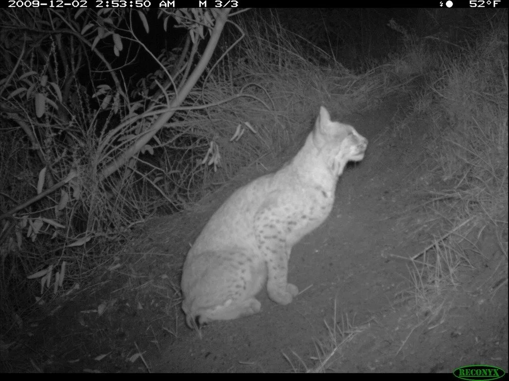 Bobcat at Night.  Unlike adult mountain lions, bobcats have spots (seen in this photo), a short tail, and are significantly smaller. Interestingly, mountain lion kittens are born with spots, but they go away as they get older.