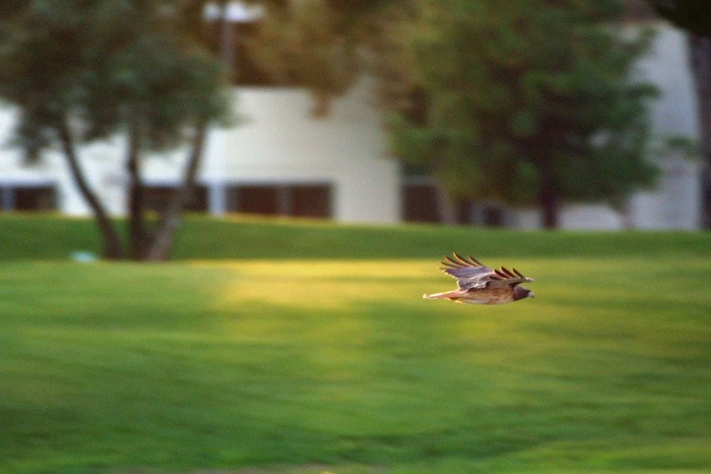 Red-Tailed Hawk in flight