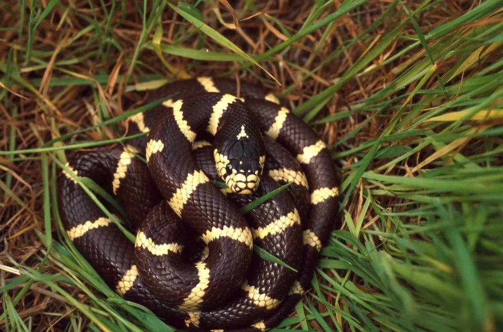 California Kingsnake. If you see this snake while you're out hiking, don't panic! This non-venomous species feed on rattlesnakes when given the chance and are a key player in managing rattlesnake populations.
