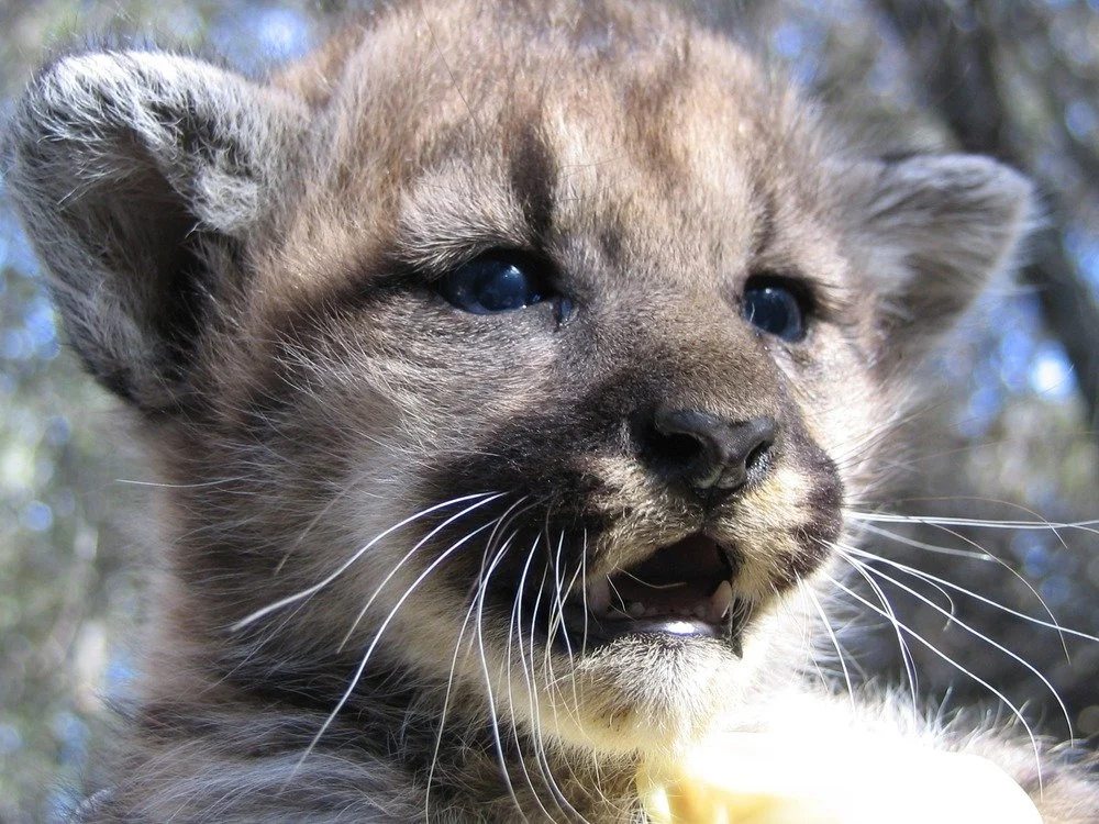 Mountain Lion Kitten Closeup