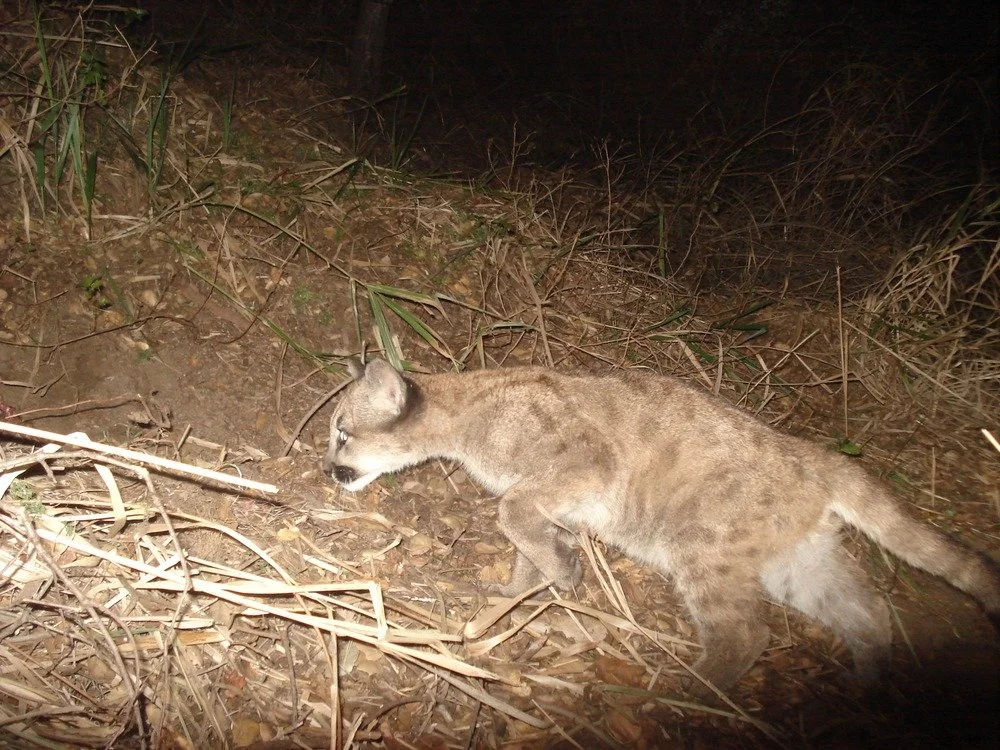 Juvenile Mountain Lion. A young mountain lion in the Santa Monica Mountains. Interestingly, mountain lion kittens are born with spots, but they go away as they get older.