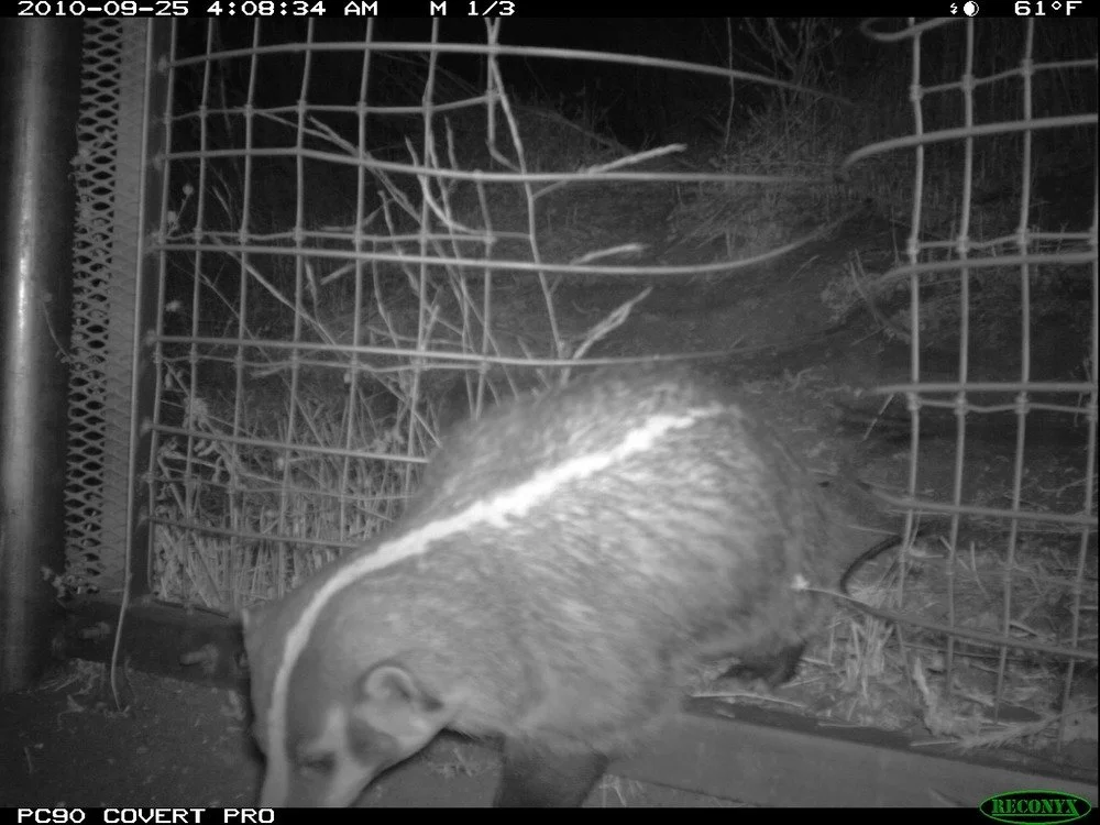 Badger at the One-Way Gate.  A badger at the eastern one-way gate near the 23 Freeway.
