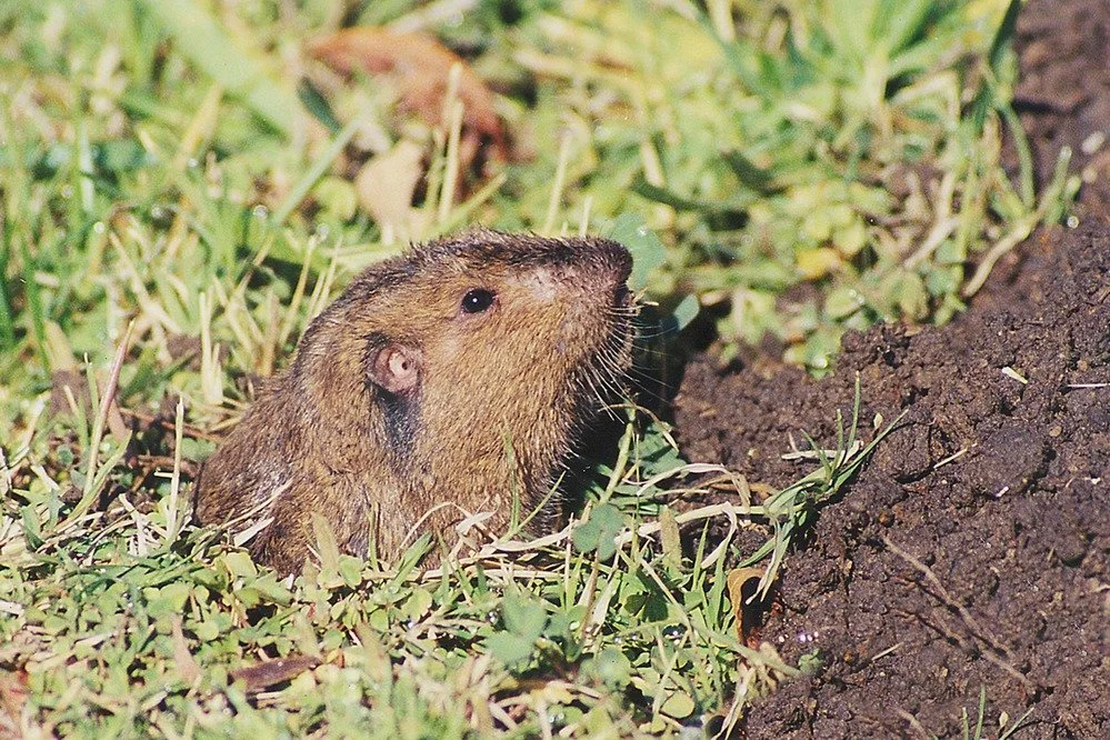 Gopher