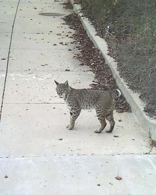 Bobcat